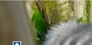 Así es el trabajo de una médica veterinaria del Gelma de la Fiscalía En la imagen de portada de la sección de redes sociales Voces Fiscalía se ve la fotografía de un primate con un titular que dice: Así es el trabajo de una médica veterinaria del Gelma de la Fiscalía.