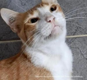 En la foto una gata de color blanco con amarillo.