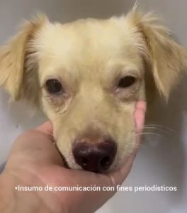 En la foto un canino de color beige.