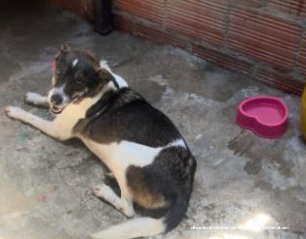 Canina criolla de pelaje blanco con negro y café, acostada sobre el suelo de cemento en un espacio exterior. Tiene la cabeza levantada y mira hacia la cámara. A su lado se observa un recipiente rosado para agua. La imagen corresponde a Juana de Arco, víctima de un caso de maltrato animal ocurrido en Ibagué, Tolima.