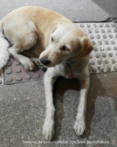 En laImagen se ve un perro color claro.