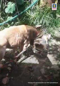 La Fiscalía detectó graves omisiones en la manutención y asistencia a los animales, circunstancias que causaron la muerte de algunos.