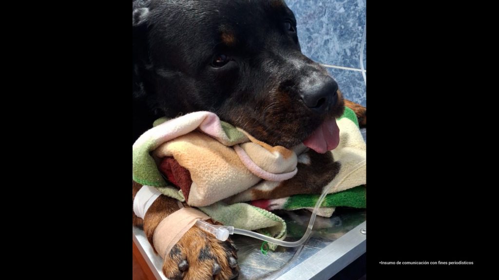 En la imagen un canino de color negro de raza rottweiler que es atendido en una veterinaria