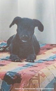 En la fotografía se observa un perro de color negro acostado en una cama.