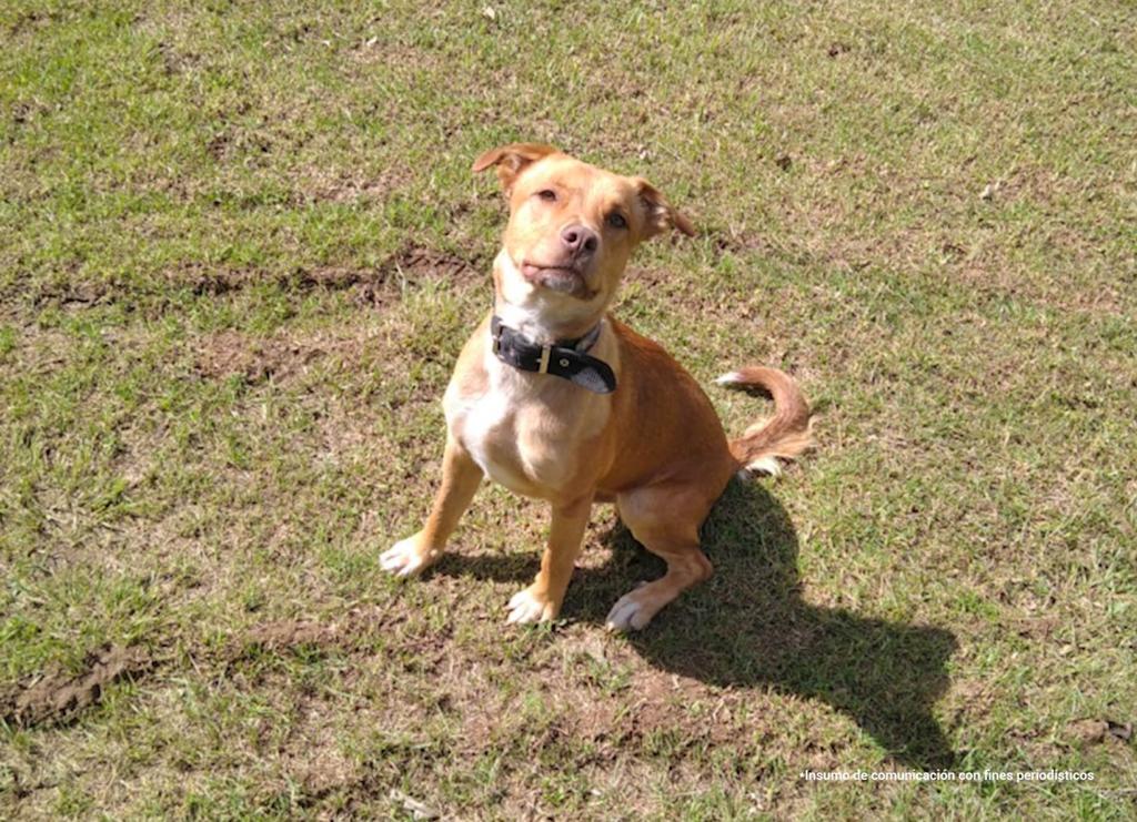 En la fotografía se observa un perro de color amarillo oscuro con un collar negro en el cuello, en un prado. 