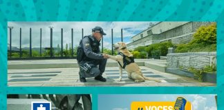Así es como entrenan a los perros de la Fiscalía En la imagen de portada de la sección de redes sociales Voces Fiscalía se ve un mosaico de fotografías de los caninos que trabajan en la Fiscalía, uno de ellos aparece con su guía con un titular que dice: Del juego a la recompensa, la clave del entrenamiento canino.
