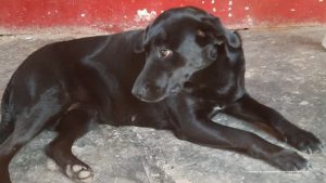 En la foto una perra criolla de color negro y de tamaño mediado.