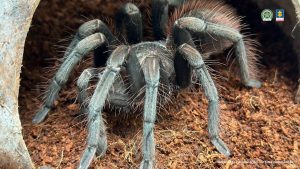En diligencia de registro y allanamiento fueron rescatadas 17 especies silvestres que se encontraban en un inmueble de Medellín. 