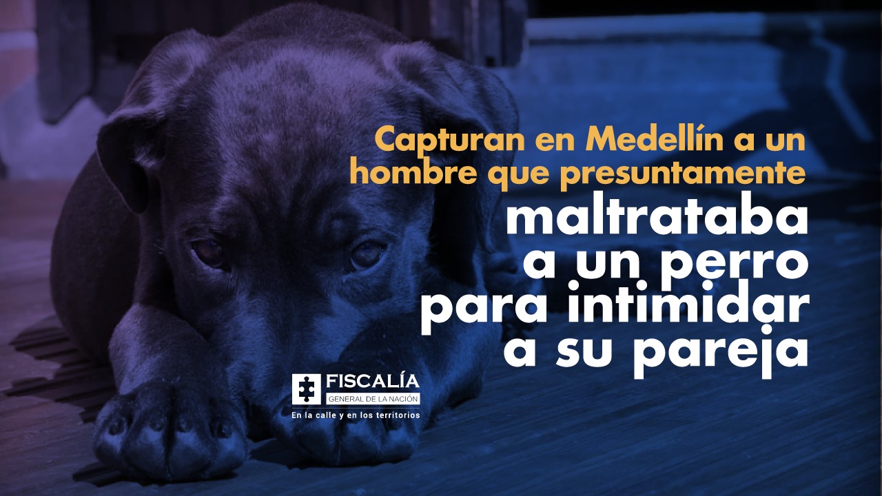 Capturan en Medellín a un hombre que presuntamente maltrataba a un perro para intimidar a su pareja | Fiscalía General de la Nación Capturan en Medellín a un hombre que presuntamente maltrataba a un perro para intimidar a su pareja | Fiscalía General de la Nación
