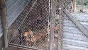 En la imagen los caninos hallados enjaulados y con bajas condiciones de salud.
