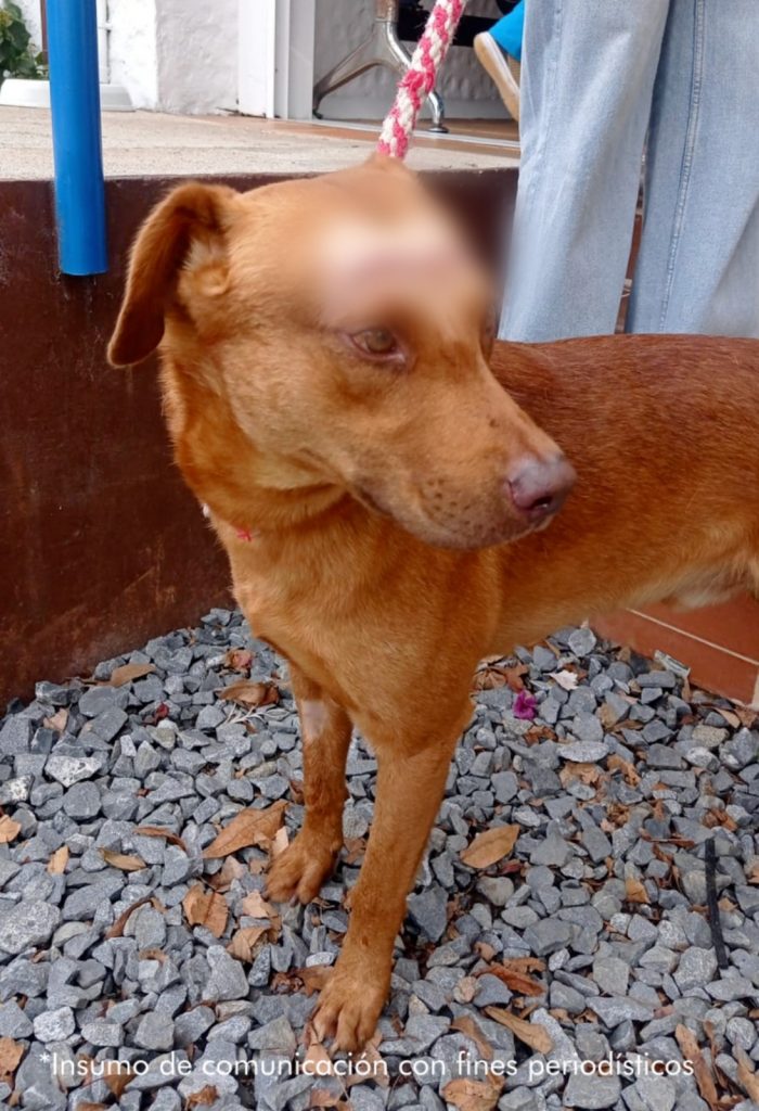 En la foto un perro criollo de color amarillo que presenta una herida en la cabeza.