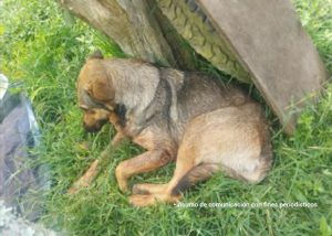 En la imagen una canina criolla tirada en un pastal.