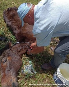 El animal habría sido abandonado en un predio de la vereda La Miel, en Caldas (Antioquia), sin recibir alimentación y atención veterinaria.