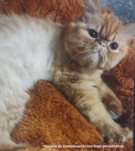 Foto de un gato amarillo con blanco entre cobijas