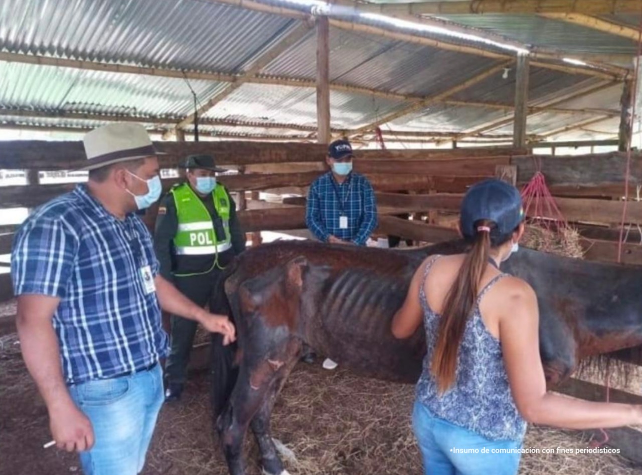 Aparece un caballo muy delgado, se pueden apreciar sus costillas pronunciadas. El animal está acompañando de tres hombres y una mujer, uno de los hombres es Policía. Todos se encuentran en una pesebrera.