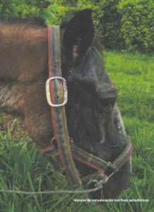 Aparece el rostro de un caballo con sus ataduras, con una pequeña herida en su oído. En la parte de atrás se ve una zona verde.
