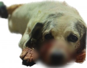 'Gordo Antonio' recibió atención veterinaria de urgencia y sobrevivió a la agresión causada con un arma blanca.