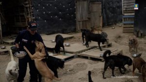 La imagen muestra una escena en un espacio exterior que parece ser un refugio o área de atención para animales, con suelo de cemento y zonas de pasto alrededor. También hay estructuras sencillas, como paredes de ladrillo sin terminar y plataformas de madera elevadas.En el primer plano, se observan tres personas interactuando con varios perros. Dos de las personas están atendiendo a un perro de color oscuro: una persona, con ropa roja y botas, lo sostiene por la parte trasera, mientras otra persona, que lleva una bata azul, guantes y gorra, se inclina para examinarlo o revisarlo. La tercera persona, también con bata azul, está más atrás, agachada junto a otro perro de color marrón, sosteniéndolo o acariciándolo. En el entorno se ven varios perros de distintos tamaños y colores: uno de color claro observa la escena desde una plataforma de madera, otro está sobre una tarima cercana y otro más se acerca desde el fondo. Los animales parecen moverse libremente dentro del espacio. El ambiente sugiere una jornada de atención veterinaria o revisión de animales, debido a la vestimenta de protección de dos de las personas (batas y guantes) y la forma en que manipulan a los perros. En la esquina superior derecha de la imagen aparece el logotipo de la Fiscalía General de la Nación, y en la parte inferior derecha se distingue un texto tenue que dice: “Insumo de comunicación con fines periodísticos”.