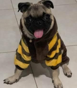 Acciones judiciales contra dos personas por agredir a animales en Tolima y Cesar 29 Acciones judiciales contra dos personas por agredir a animales en Tolima y Cesar - Noticias de Colombia