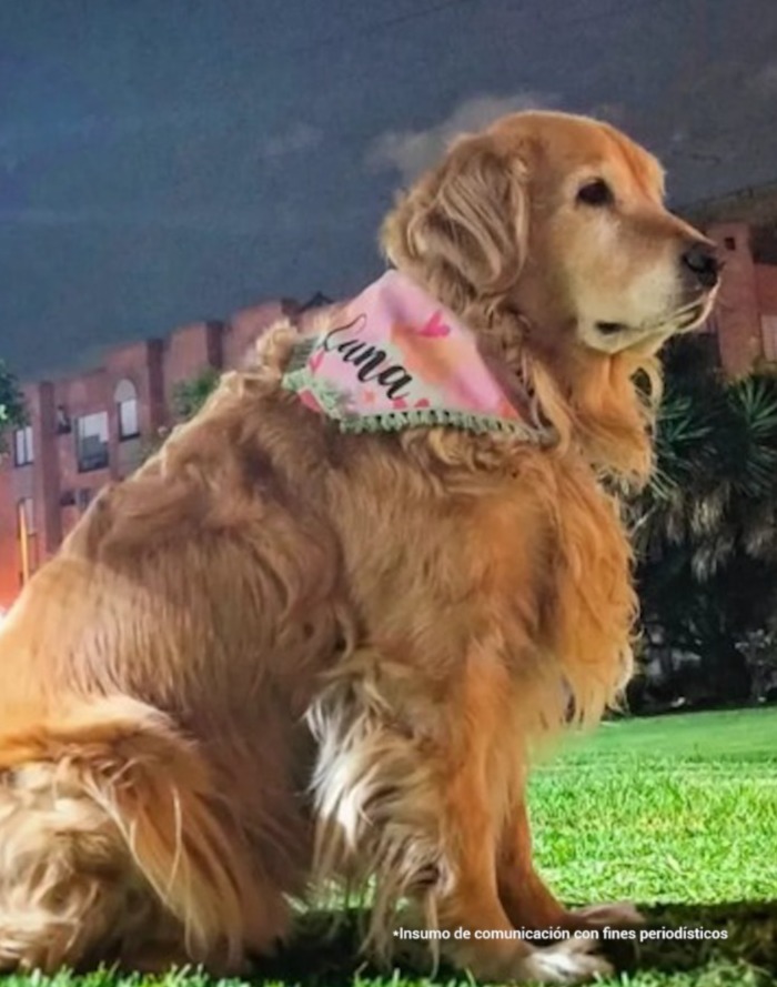 Aparece una perra rubia, golden retriver, sentada de lado. Al fondo se ven edificios