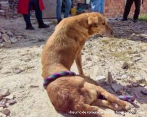  ‘Luna’, permanecía en precarias condiciones en una vivienda en Usme y no recibió atención oportuna frente a una fractura de cadera.