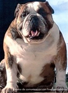  En la imagen un perro bulldog de color café con manchas blancas.