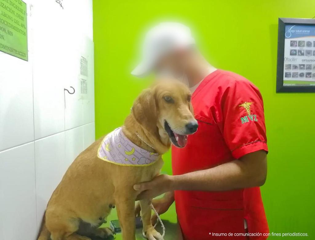 Judicializados dos hombres que habrían causado la muerte a un perro y a un gato en medio de ataques de intolerancia En la fotografía se observa un perro de color café que está siendo revisado por una persona.