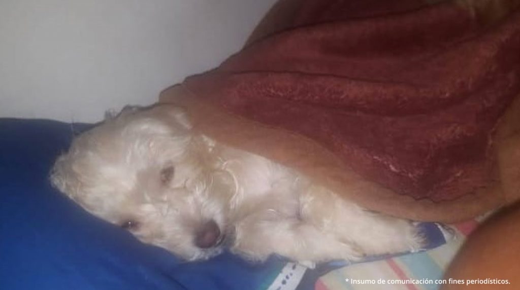 En la fotografía se observa un perro de color blanco que se encuentra cubierto con una cobija.