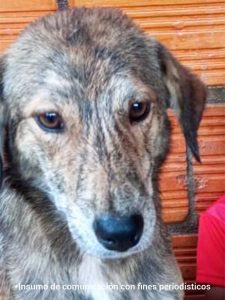 ‘Tigre’, recibió una grave herida con arma blanca y debido al delicado estado de salud que presentaba le practicaron la eutanasia humanitaria. 