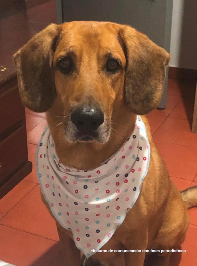 En la Fotografía se observa un perro de color café con una pañoleta en su cuello.