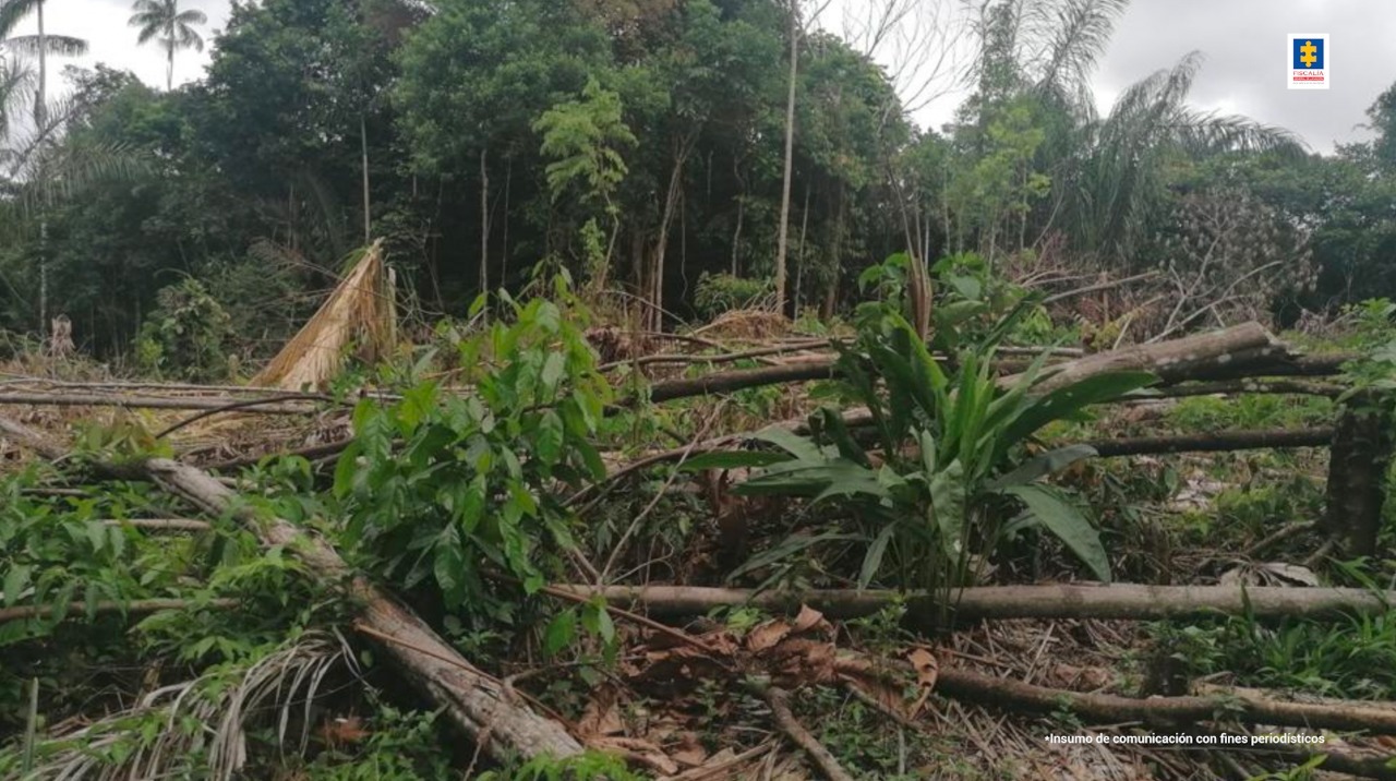 En la imagen se ve una hectárea aproximadamente de bosque afectado por tala indiscriminada en Florencia, Caquetá.