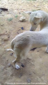 Lulú, mascota familiar.