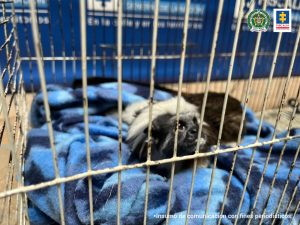 Judicializadas tres personas que mantenían animales silvestres en cautiverio