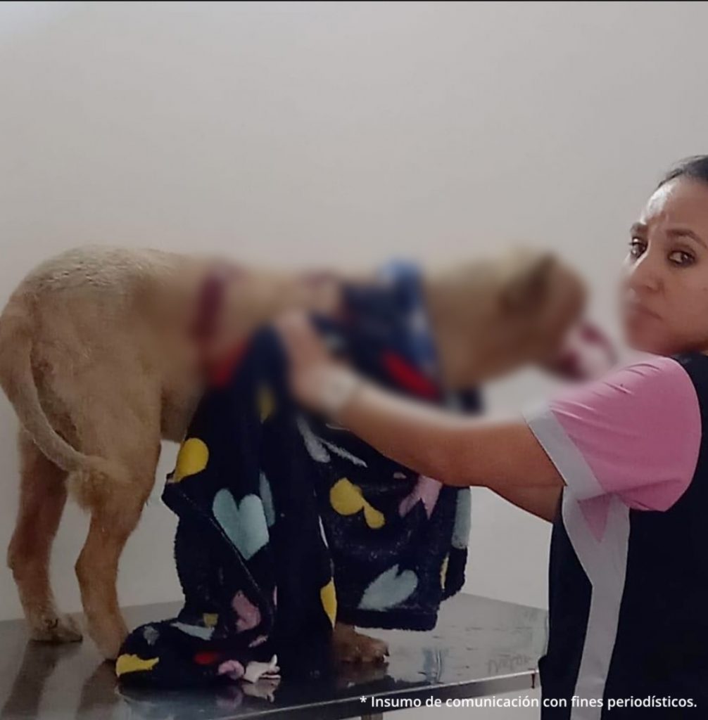 En la imagen se encuentra el perro atendido por medicos veterinario