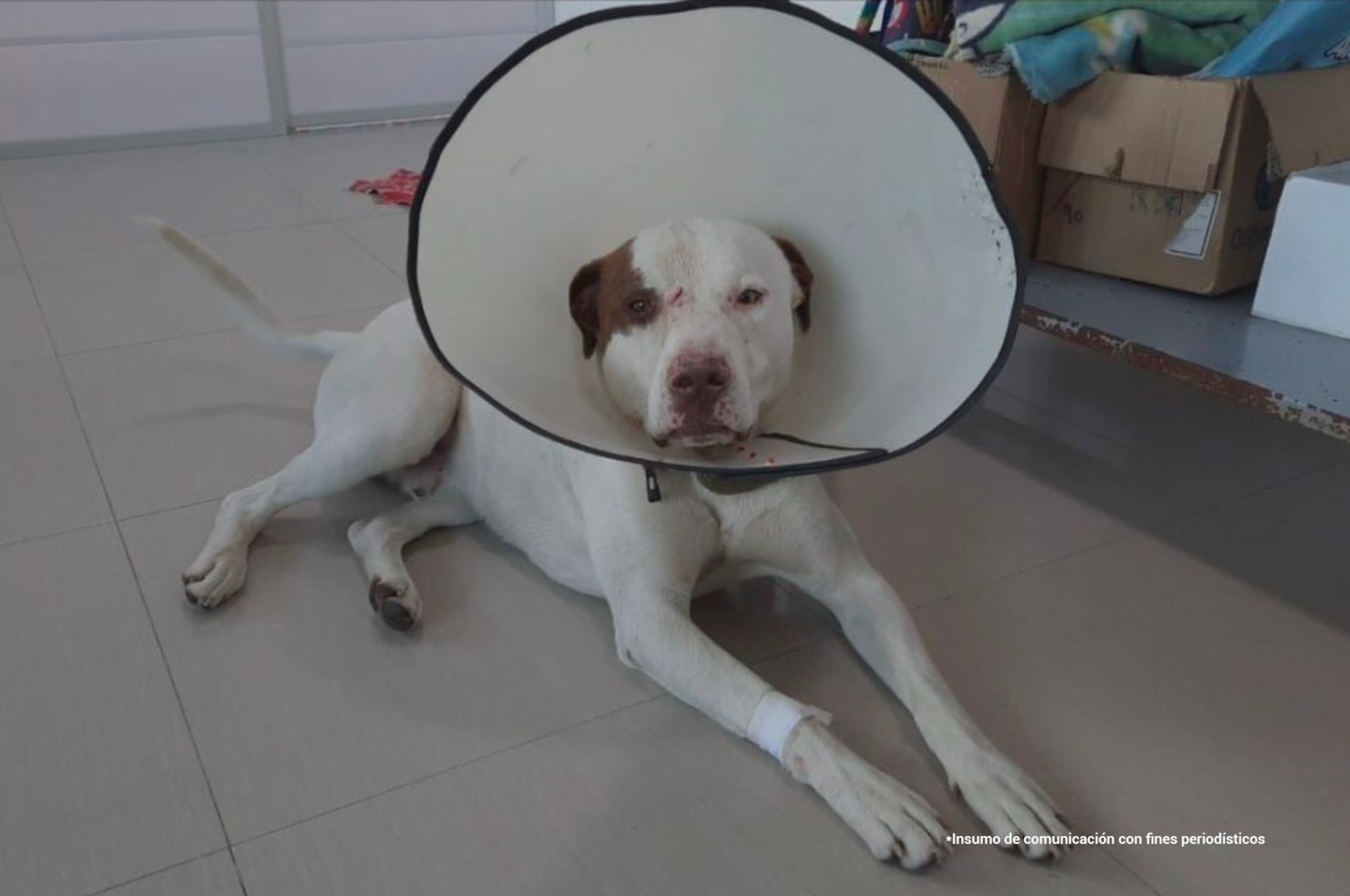 En la imagen se ve un perro que ha sido herido.