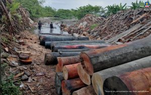 En las imágenes se ve los trozos de madera amarrados en forma de espina de pescado, siendo transportados a través de ríos y mares del Pacífico.