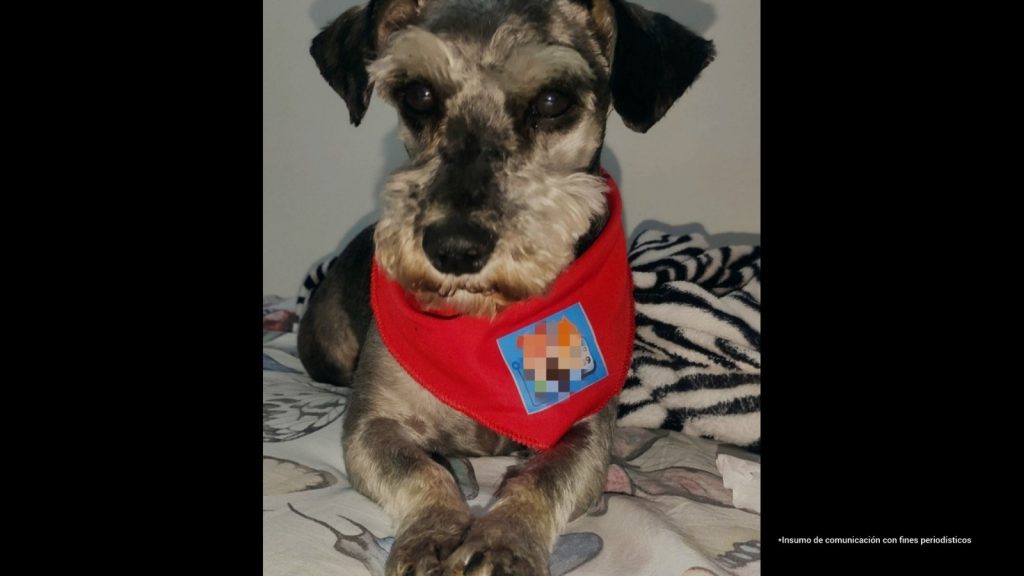 fotografia de la perrito Tony perro de raza schnauzer