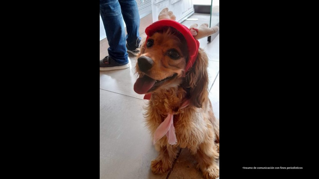 fotografia de la perrita nala de raza cocker spaniel