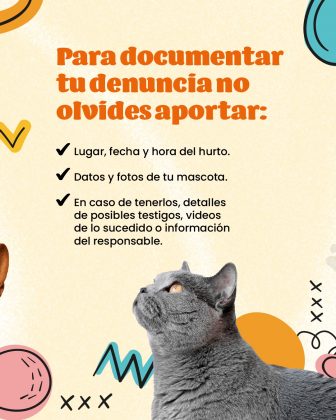 Para documentar tu denuncia no olvides aportar: ✔ Lugar, fecha y hora del hurto. ✔ Datos y fotos de tu mascota. ✔ En caso de tenerlos, detalles de: Posibles testigos Videos de lo sucedido Información del posible responsable La imagen tiene un diseño visualmente amigable, con colores llamativos y la imagen de un gato gris mirando hacia arriba, lo que refuerza el enfoque hacia el robo de mascotas.