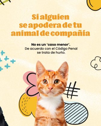 Contenido Visual y Textual: Texto Principal: "Si alguien se apodera de tu animal de compañía" (Escrito en letras grandes y en color naranja oscuro) Texto Secundario: "No es un ‘caso menor’. De acuerdo con el Código Penal se trata de hurto." (En color negro, con “caso menor” en negritas para énfasis) Elementos Visuales: Un gato naranja atigrado (tipo tabby) con el pecho blanco, en posición frontal, como protagonista de la imagen. Fondo color crema claro, similar al cartel anterior, con varios elementos decorativos como formas abstractas de colores (rosas, amarillas, negras y azules), dándole un estilo moderno y visualmente amigable. Parte de un perro negro (similar al de la imagen anterior) aparece ligeramente recortado a la izquierda, lo que sugiere que ambas imágenes pueden formar parte de la misma campaña visual.