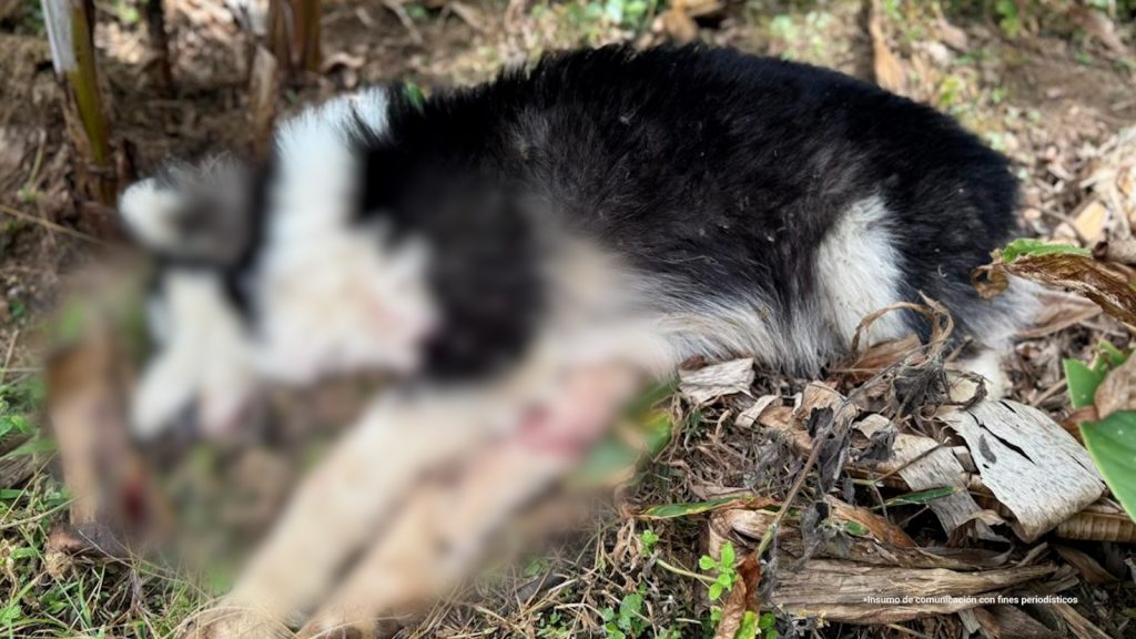 fotografia de un perro raza husky