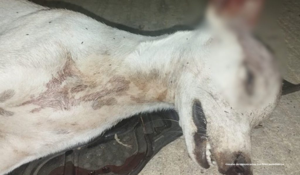 Foto del perro asesinado
