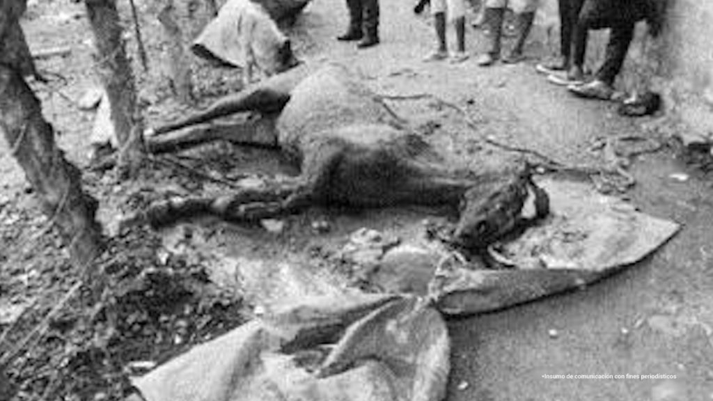 foto de caballo sometido a maltrato animal tirado en el suelo