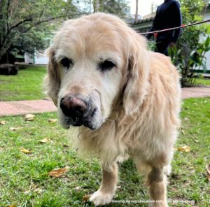 En la imagen se ve un perro de raza golden retriever, de pelaje claro y abundante, aparentemente de edad avanzada (se nota por el hocico canoso y la expresión tranquila).Está de pie sobre césped en lo que parece ser un jardín o patio. Su expresión es serena y un poco melancólica. Lleva una correa roja que se extiende hacia el fondo, donde se alcanza a ver parcialmente a una persona vestida de oscuro, sosteniéndola. El entorno incluye árboles, plantas y una construcción blanca al fondo, lo que sugiere un espacio residencial o un parque privado. En la parte inferior de la imagen aparece un texto que dice: “Insumo de comunicación con fines periodísticos”.