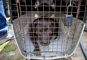 En la foto se ve a un perro negro visiblemente maltratado en un guacal blanco con cobijas blancas.