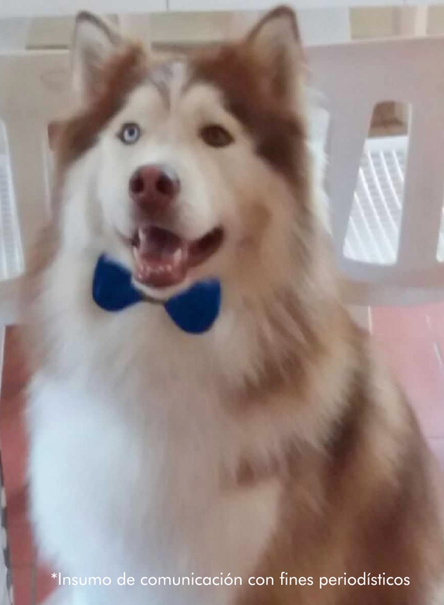 En la imagen se ve a un perro de largo pelaje blanco con manchas café y un moño azul.