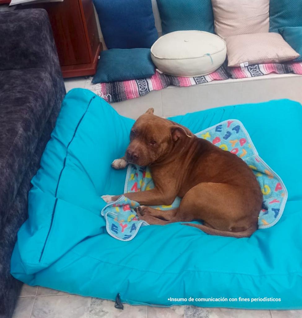 En la fotografía se observa un perro grande de color café, acostado en una colchoneta de color azul claro y una cobija.