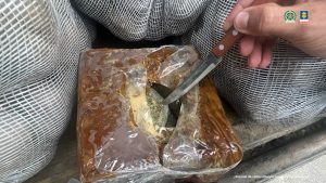 en la imagen se ve una persona mostrando el interior de un atado de panela con una sustancia verde similar a la marihuana.