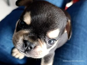 Se ve a Odín, un cachorro de bulldog francés de pocos meses. 