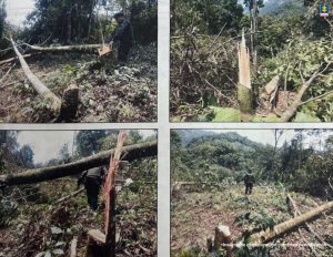 En las imágenes se ve un espacio donde hubo bosque el cual fue talado.